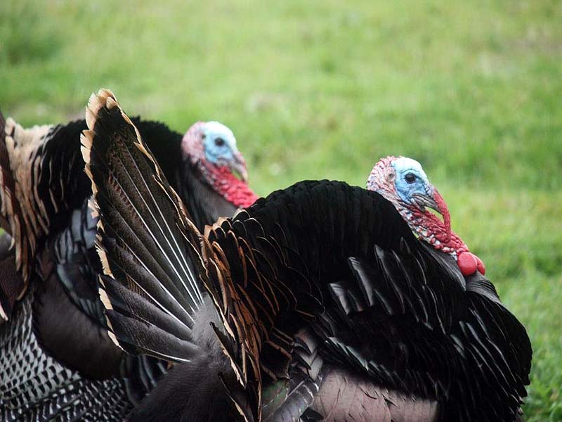 Turkeys